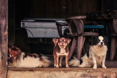 Funny dogs stock photos Funny dogs stock photos