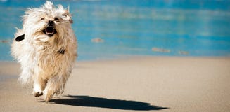 Funny epic dog. A funny dog running at the beach Stock Image Funny epic dog. A funny dog running at the beach Stock Image