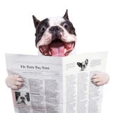 Funny French Bulldog Reading Newspaper Royalty Free Stock Images Funny French Bulldog Reading Newspaper Royalty Free Stock Images