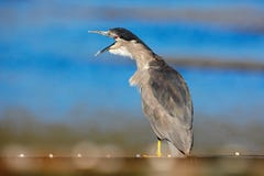 Funny image in nature, bird with open bill. Sea bird. Heron sitting on the rock cost. Heron sitting on the stone. Night heron, Nyc royalty free stock photo Funny image in nature, bird with open bill. Sea bird. Heron sitting on the rock cost. Heron sitting on the stone. Night heron, Nyc royalty free stock photo