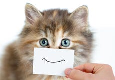 Funny kitten portrait with smile on card