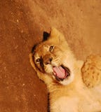 Funny lion cub