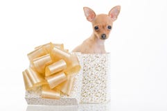 Funny Little Dog In Gift Box Royalty Free Stock Photos
