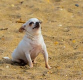 `It`s Hot Out Here` says Funny Faced Doggie stock photography `It`s Hot Out Here` says Funny Faced Doggie stock photography