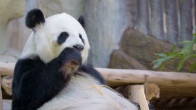 Funny panda eating bamboo