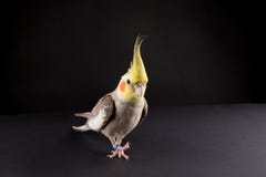 Funny Parrot Scratching an Itch. bird memes,