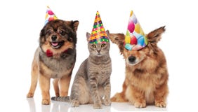 Funny party dogs and a cat wearing birthday caps
