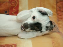 Funny Puppy Royalty Free Stock Photo Funny Puppy Royalty Free Stock Photo