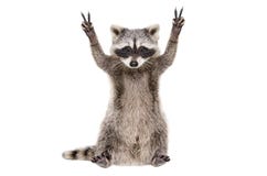 Funny raccoon, showing a sign peace royalty free stock photography Funny raccoon, showing a sign peace royalty free stock photography