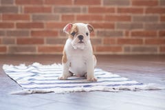 Funny sleeping red white puppy of english bull dog close to brick wall and on the floor looking to camera.Cute doggy with black no royalty free stock photo Funny sleeping red white puppy of english bull dog close to brick wall and on the floor looking to camera.Cute doggy with black no royalty free stock photo