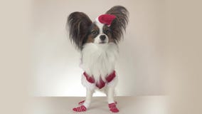 Funny young male dog Continental Toy Spaniel Papillon in Santa Claus costume looks around on white background stock