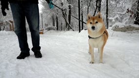 Funzionamenti del cane dietro la macchina fotografica alto vicino della museruola Nei precedenti è un parco nevoso video d archivio Funzionamenti del cane dietro la macchina fotografica alto vicino della museruola Nei precedenti è un parco nevoso video d archivio