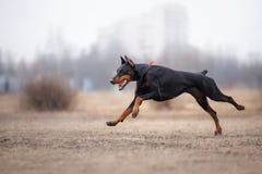 Funzionamento del cane e giocare nel parco immagini stock Funzionamento del cane e giocare nel parco immagini stock
