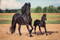 Funzionamento nero del puledro e del cavallo fotografie stock libere da diritti Funzionamento nero del puledro e del cavallo fotografie stock libere da diritti