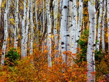 Fuoco di Aspen: Autunno nel Uintas immagine stock libera da diritti Fuoco di Aspen: Autunno nel Uintas immagine stock libera da diritti