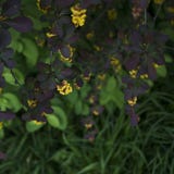 Fuoco molle di bello fiore di Atropurpurea di thunbergii del Berberis dei fiori della molla Macro dei fiori gialli minuscoli del fotografia stock libera da diritti Fuoco molle di bello fiore di Atropurpurea di thunbergii del Berberis dei fiori della molla Macro dei fiori gialli minuscoli del fotografia stock libera da diritti