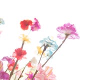 Fuoco selettivo dei fiori variopinti Isolato su priorità bassa bianca fotografia stock libera da diritti Fuoco selettivo dei fiori variopinti Isolato su priorità bassa bianca fotografia stock libera da diritti