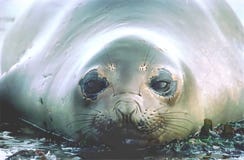 Fur Seal Royalty Free Stock Images