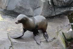 Fur seal on rock royalty free stock photo Fur seal on rock royalty free stock photo
