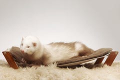 Furet masculin de couleur de champagne se reposant sur le sofa images libres de droits Furet masculin de couleur de champagne se reposant sur le sofa images libres de droits