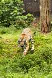 Furious Malayan Tiger stock images Furious Malayan Tiger stock images