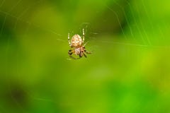 Furrow Orbweaver Spider - Larinioides cornutus royalty free stock image Furrow Orbweaver Spider - Larinioides cornutus royalty free stock image