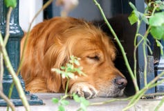 Furry brown dog laying and sleeping outdoors Royalty Free Stock Image Furry brown dog laying and sleeping outdoors Royalty Free Stock Image