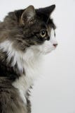 Furry Cat Royalty Free Stock Image