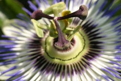 FV Passion Flower 2 Royalty Free Stock Photo