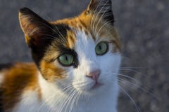 Färgglad kisse med härliga ögon Homles husdjur i Istanbul royaltyfri fotografi Färgglad kisse med härliga ögon Homles husdjur i Istanbul royaltyfri fotografi