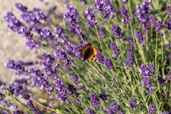 Färgrik fjäril på de blommande lavendelblommorna Royaltyfri Foto Färgrik fjäril på de blommande lavendelblommorna Royaltyfri Foto