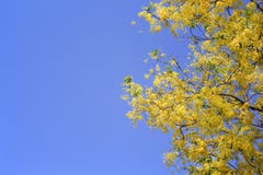 Färgrika guld- dusch- eller ratchaphruekblommor som blommar på royaltyfria foton Färgrika guld- dusch- eller ratchaphruekblommor som blommar på royaltyfria foton
