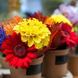 Färgrika höstblommor arkivfoto Färgrika höstblommor arkivfoto