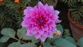 Färgrika lotusblommablommor i Asien arkivfoto Färgrika lotusblommablommor i Asien arkivfoto