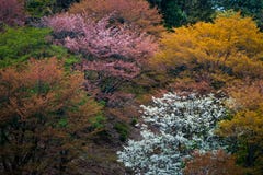 Färgrika träd i Japan arkivfoto Färgrika träd i Japan arkivfoto