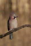Fågel för européJay Garrulus glandarius arkivfoton Fågel för européJay Garrulus glandarius arkivfoton