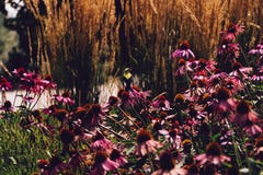 Fågel på en rosa blomma arkivfoton Fågel på en rosa blomma arkivfoton
