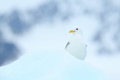 Fågel på isen, vinterplats från arktisk Svart-lagd benen på ryggen tretåig mås, Rissatridactyla, med den blåa isglaciären, isberg Royaltyfria Foton Fågel på isen, vinterplats från arktisk Svart-lagd benen på ryggen tretåig mås, Rissatridactyla, med den blåa isglaciären, isberg Royaltyfria Foton