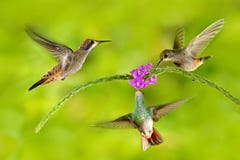 Fågel tre med rosa färgblomman Brunt Violett-öra för kolibri som flyger bredvid härlig violett blom, trevlig blommig grön bakgrun royaltyfria bilder Fågel tre med rosa färgblomman Brunt Violett-öra för kolibri som flyger bredvid härlig violett blom, trevlig blommig grön bakgrun royaltyfria bilder