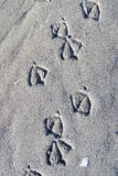 Fågelfotspår i coarsegrained sand royaltyfria foton Fågelfotspår i coarsegrained sand royaltyfria foton