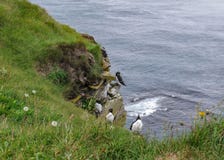 Fågelklippor på LÃ-¡ trabjarg, westernmost punkt av Island royaltyfria foton Fågelklippor på LÃ-¡ trabjarg, westernmost punkt av Island royaltyfria foton