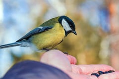 Fågelmesen sitter på gömma i handflatan av en man med frö, begreppet av att att bry sig för djur i natur i vinter, fotografering för bildbyråer Fågelmesen sitter på gömma i handflatan av en man med frö, begreppet av att att bry sig för djur i natur i vinter, fotografering för bildbyråer