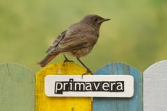 Fågeln sätta sig på ett staket som dekorerades med ordvåren på spanjor arkivfoto Fågeln sätta sig på ett staket som dekorerades med ordvåren på spanjor arkivfoto