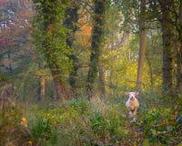 Får förlorade i träna i Cotswolds royaltyfri bild Får förlorade i träna i Cotswolds royaltyfri bild