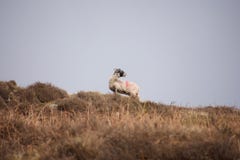 Får som bräker på en hed mot horisont royaltyfri foto Får som bräker på en hed mot horisont royaltyfri foto