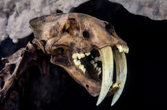 Félin extant de dent de sabre de Smilodon photographie stock libre de droits Félin extant de dent de sabre de Smilodon photographie stock libre de droits
