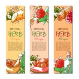 För banervektor för ginseng vertikal hand dragen samling stock illustrationer För banervektor för ginseng vertikal hand dragen samling stock illustrationer