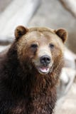 för grizzlyinställning för björn captive le royaltyfria foton för grizzlyinställning för björn captive le royaltyfria foton