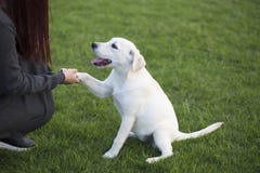för labrador för bakgrundshund grå sikt för retriever för baksida valp arkivfoton för labrador för bakgrundshund grå sikt för retriever för baksida valp arkivfoton