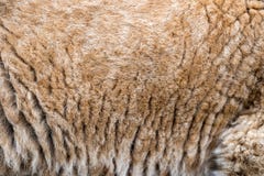 För lejongröngöling för Closeup verklig textur för hud royaltyfri bild För lejongröngöling för Closeup verklig textur för hud royaltyfri bild